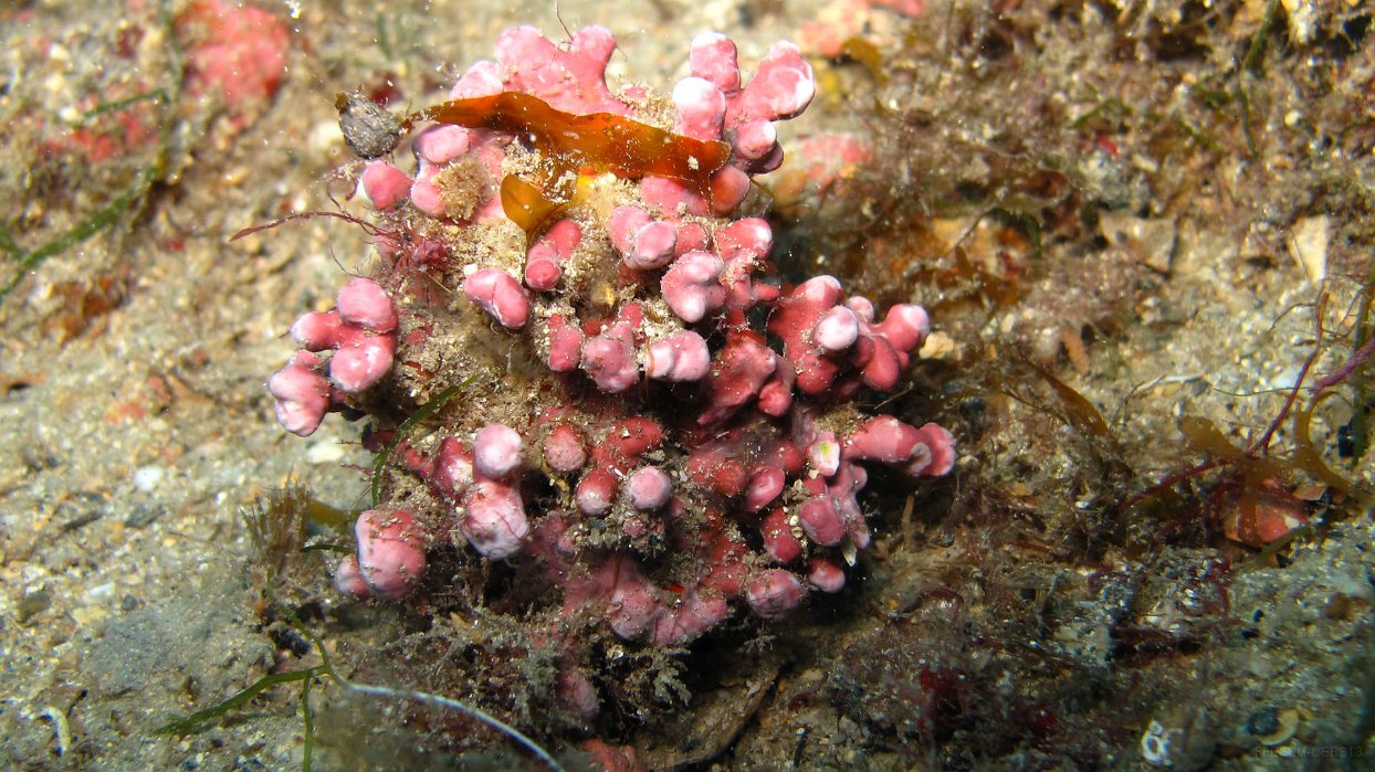100 Praline (Phymatolithon calcareum).JPG - Praline (Phymatolithon calcareum)
